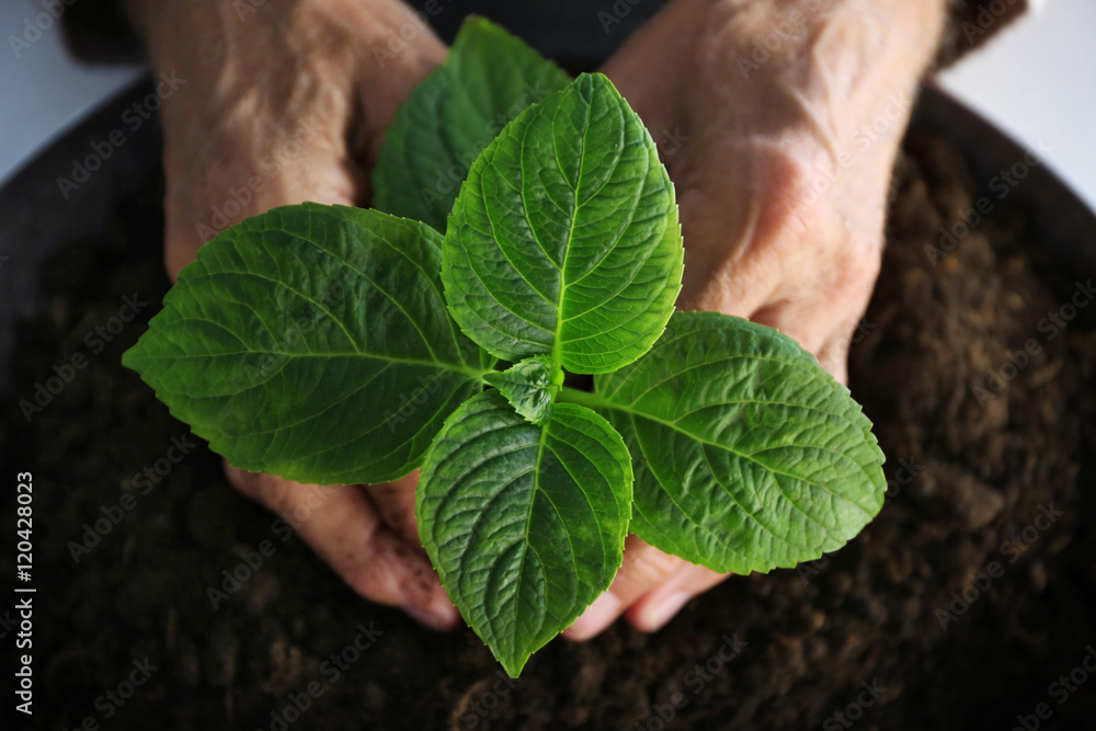 Old man hands with plant in a ground