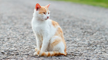 Homeless Red Cat Sitting On The Warm Asphalt Road. Stray Cat Turned His Head And Looks Attentively To The Side. Sunset