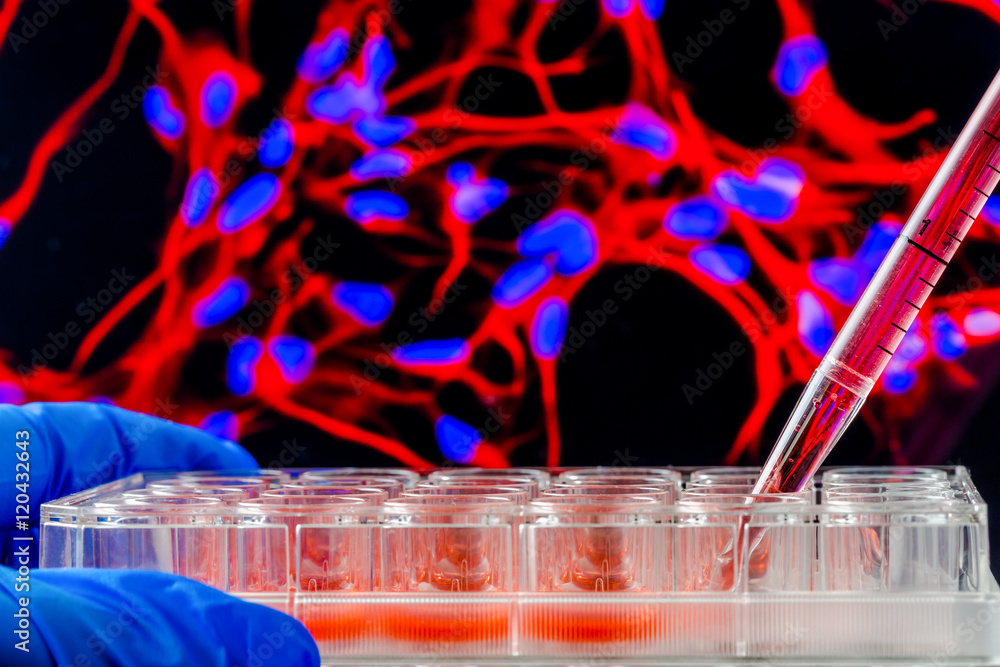 24 Cell Science A 24 well tissue culture plate with a fluorescent cell image in the ...