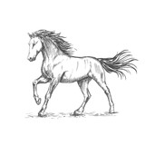 Fototapeta Konie - White horse with stamping sketch portrait