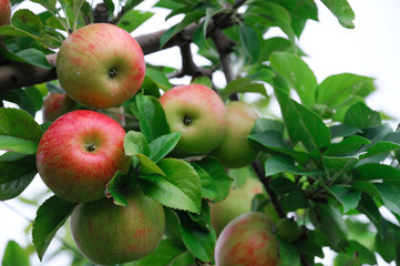 red apples on the tree