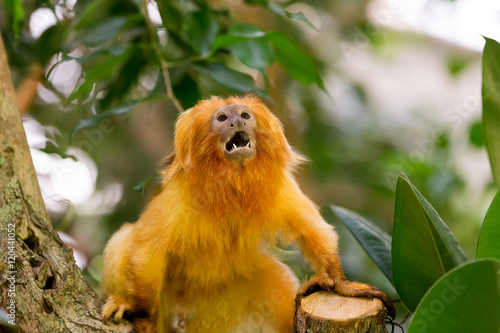 Golden Lion Tamarin Wallpaper Mural