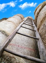 Wood Ladder In The Barn With Bales Of Hay