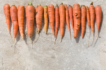 Top view on raw of fresh organic carrots of different sizes and shapes on concrete background. Autumn harvest. Healthy food concept