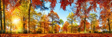 Panorama Von Bunten Bäumen Bei Strahlendem Sonnenschein Im Herbst
