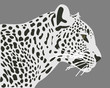 Ceylon leopard vector illustration. Side view, profile. Leopard