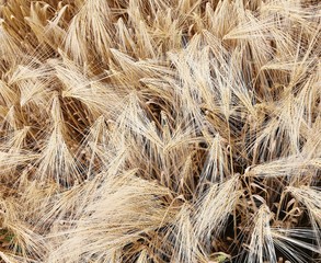 Wall Mural - background of ripe wheat ears in the field