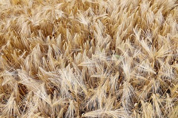 Wall Mural - yellow wheat ears in the field in summer