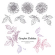 Hand-drawn ink dahlias. Collection contour buds, leaves dahlias.