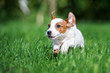 red and white jack russell terrier puppy running outdoors