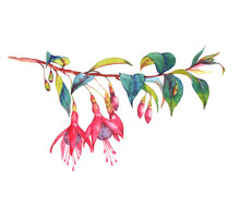 Hand-drawn Watercolor Floral Illustration Of The Colorful Vibrant Pink Fuchsia Branch. Tropical Exotic Flowers Blossom Isolated On The White Background. Isolated Drawing