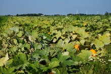 Large Vegetable Field With Pumpkin In Summer
