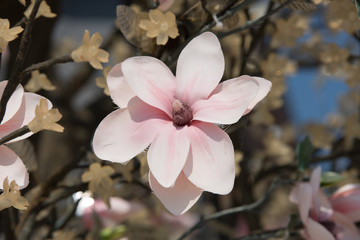 Wall Mural - Flower in a garden