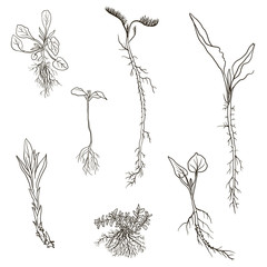 Set of line drawing herbs with roots