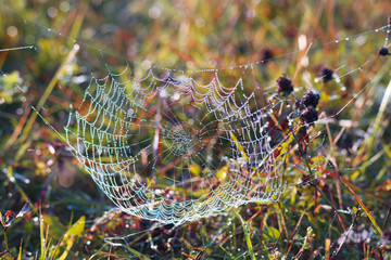 beauty of nature in the dewdrops