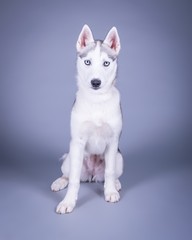 Dog on background. taken in a studio.