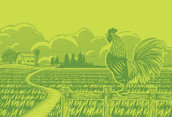 Rooster crowing at rice field in the morning with sun rising background in woodcut style