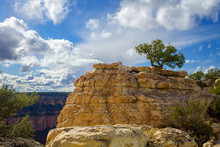 Lone Juniper Pine Tree Atop Rock Formation At Grand Canyon