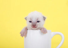 Newborn Ten Day Old Kitten Sitting In A Tea Cup, Paws Over Side Of Cup Looking At Viewer. Vibrant Yellow Background.