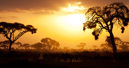 Typical african sunset with acacia trees in Masai Mara, Kenya