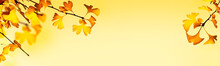 Autumnal Header With Ginkgo Biloba Leaves On Yellow Background