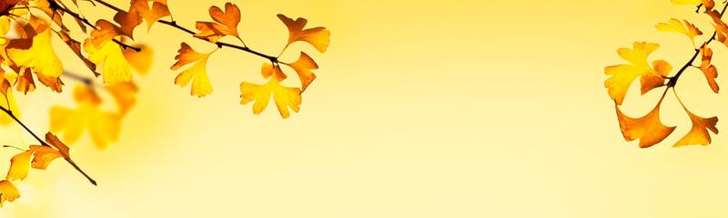 Wall Mural - autumnal header with ginkgo biloba leaves on yellow background