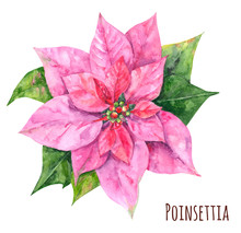 Poinsettia, Pink And Red Flowers And Leaves, Christmas Decoration Plant Isolated On White Background, Watercolor Painting, Botanical Illustration, Vintage