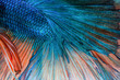 © picstyle99 - abstract wallpaper Betta fish in thailand