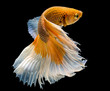 Capture the moving moment of siamese fighting fish