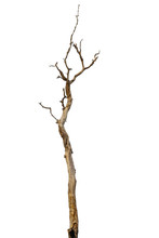 Dead Tree Or Dry Tree Isolated On White Background With Clipping Path.
