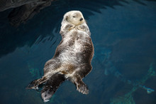 Otter Sleeps And Floats On His Back.