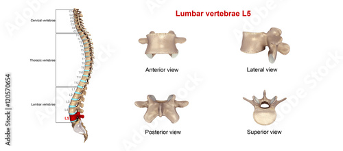 Lumbar vertebrae L5 - Buy this stock photo and explore similar images