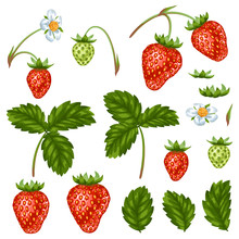 Set Of Red Strawberries, Flowers And Leaves