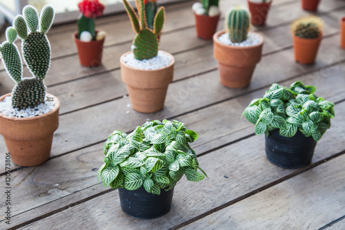 Small Diffe Types Of Cactus Plants In A Row On Wooden Table Small Diffe Types Of Cactus Plants In A Row On Wooden Table Various Sizes And