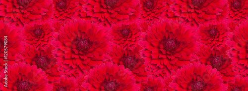 cover  texture blossomed lush red dahlia