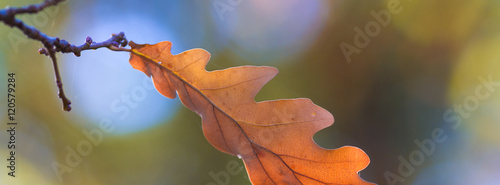 cover leaves oak  fall  blurred