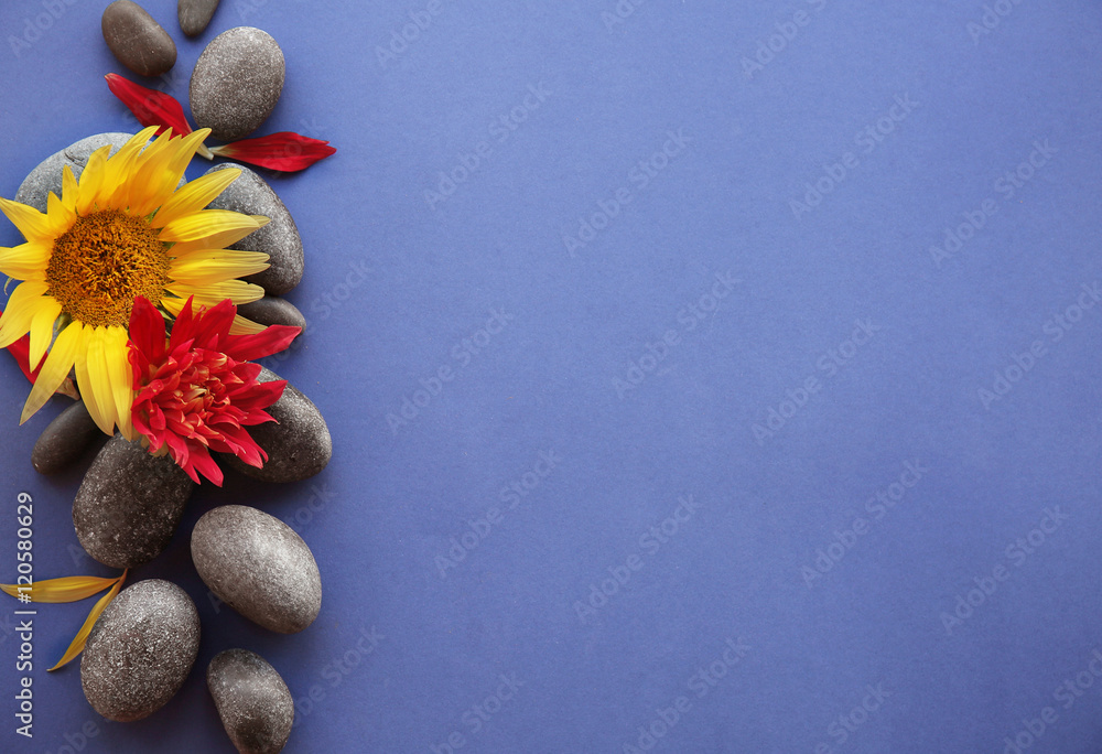 Spa stones with flowers and petals on  blue background