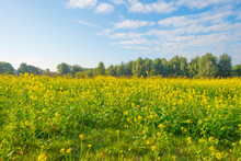 Field With Yellow Wild Flowers In Summer
