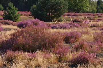 Wall Mural - Heidelandschaft im Spätsommer - Heath landscape with flowering Heather