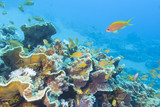 Fototapeta Do akwarium - Colorful coral reef with shoal of fishes scalefin anthias 