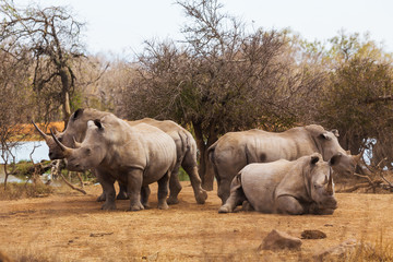 Wall Mural - Family of African rhinos
