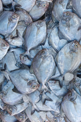 pompano fish for sale in market