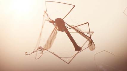 dead crane fly trapped in spider net in the evening sunshine