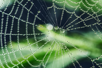 Wall Mural - close up of cobweb with dew