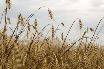 Spikelets of wheat in the sunlight. Yellow field