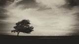 Fototapeta Paryż - The lonely tree
