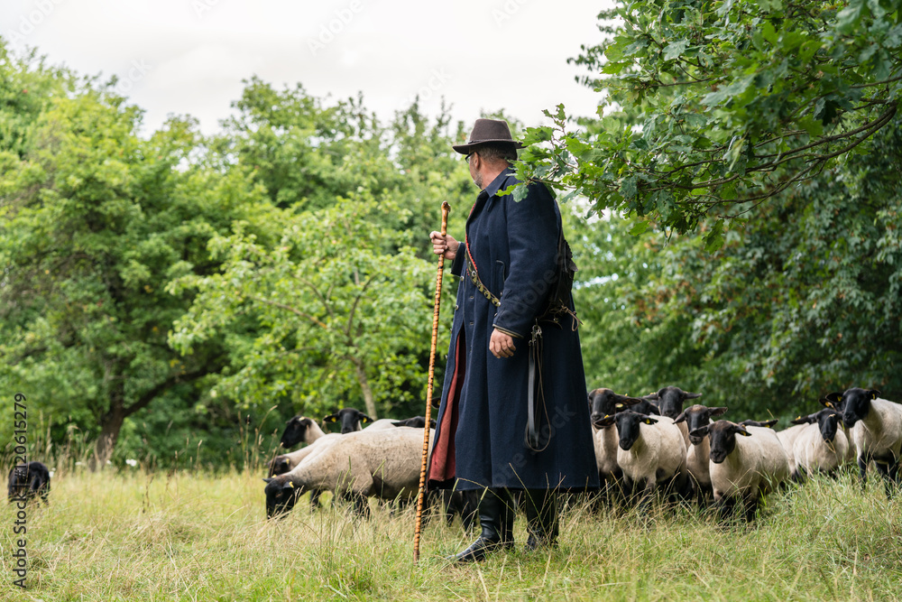 Shepherd leading his flock of sheep to another meadow Stock Photo ...