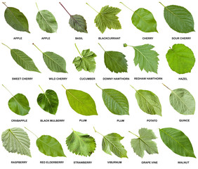 Wall Mural - collage from green leaves of trees with names