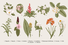 Exotic Flowers Set. Botanical Vector Vintage Illustration. Design Elements. Colorful.