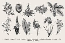 Exotic Flowers Set. Botanical Vector Vintage Illustration. Design Elements. Black And White
